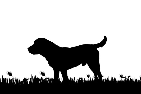 Silhouet van een hond in de natuur. — Stockvector