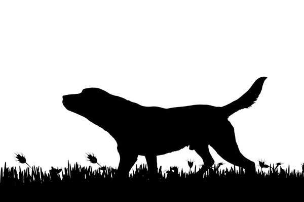 Silhouette d'un chien dans la nature . — Image vectorielle