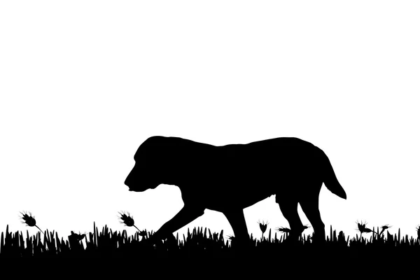 Silhouette of a dog in nature. — Stock Vector