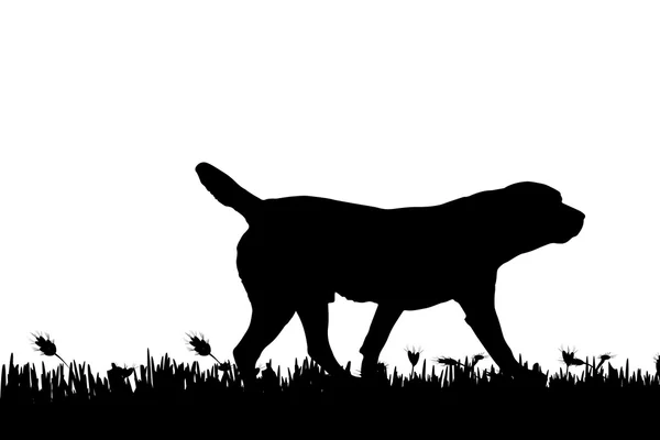 Silhouette di un cane in natura . — Vettoriale Stock
