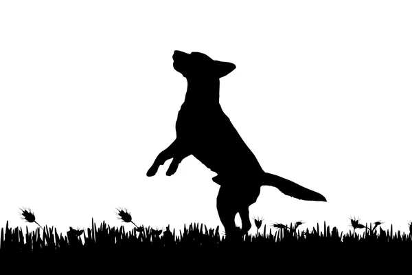 Silhouet van een hond in de natuur. — Stockvector