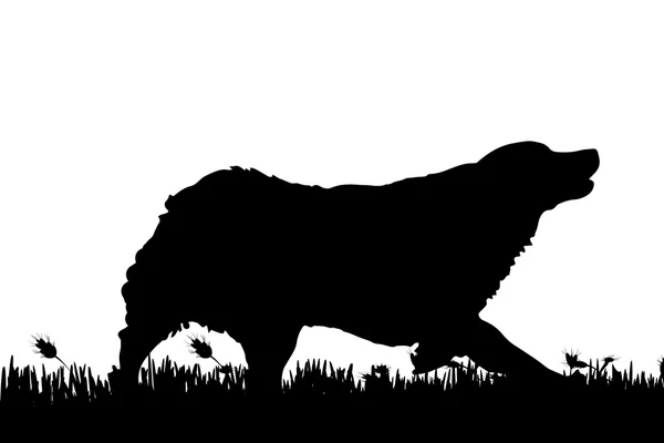 Silhouette of a dog in nature. — Stock Vector