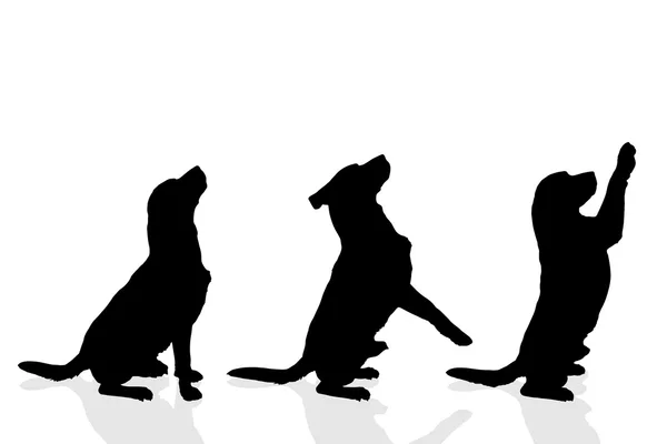 Silhouettes de chiens ludiques — Image vectorielle