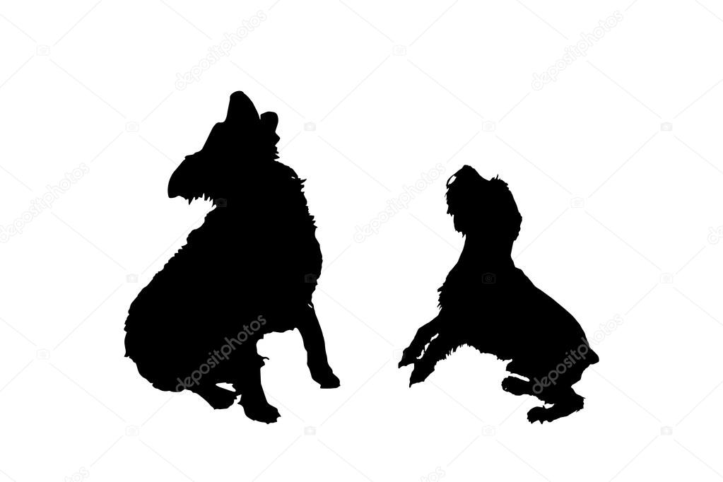 silhouettes of playful dogs