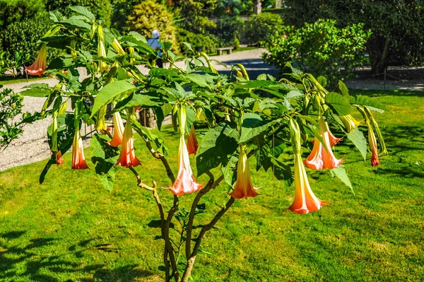 Een Klein Engels Park Insola Bella Island Traditioneel Het Groen — Stockfoto