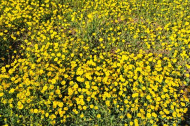Troodos Dağları 'nın güney kesimindeki Xeros Potamos Nehri vadisi gezginlere Kıbrıs' ın pitoresk bir manzarasını gözler önüne seriyor.   