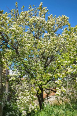 14. yüzyıldan beri bilinen Lofu dağ köyü (lofos-hill) yerel manzaranın özelliklerini tanımlar. Taş döşeli sokaklar, yumuşak yamaçlara tırmanıyor.       