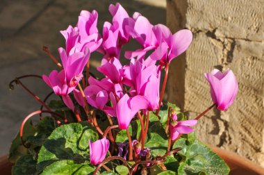 Chrysoroyatissa Manastırı (Altın Garnet ile Tanrı 'nın Annesi) 1152 yılında Roja Dağı' ndaki Troodos 'da kurulmuştur. Bizim zamanımıza kadar inen binalar 1770 yılına dayanıyor..     
