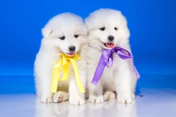Piccoli cuccioli soffici di cane Samoyedskaja — Foto Stock