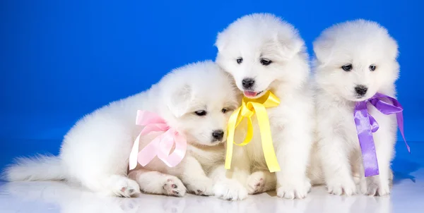 Soffici cuccioli di cane Samoyedskaja — Foto Stock