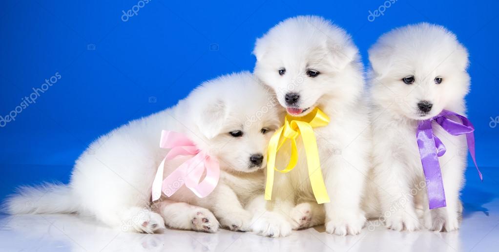 Fluffy puppies of Samoyedskaja dog