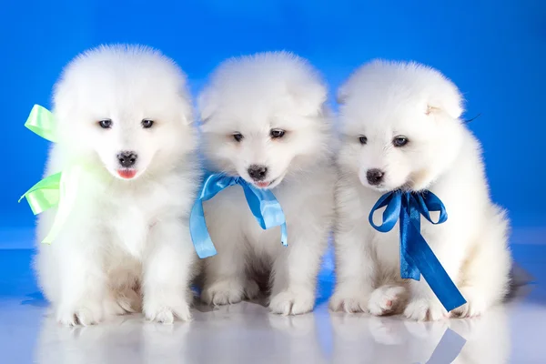 Cuccioli di cane Samoyedskaja — Foto Stock