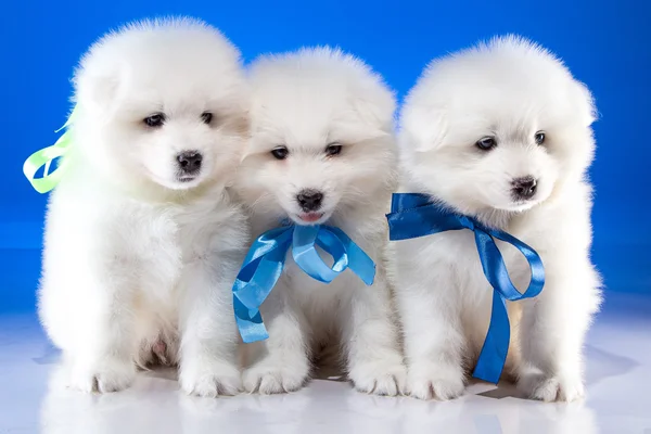 Cuccioli bianchi di cane Samoyedskaja — Foto Stock