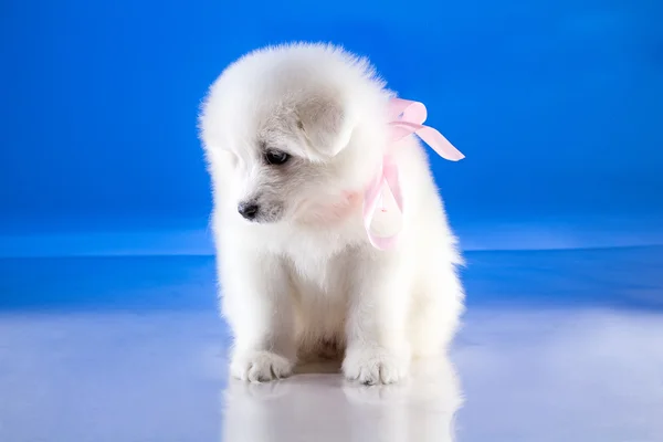 Fluffy puppy of Samoyedskaja dog — Stock Photo, Image