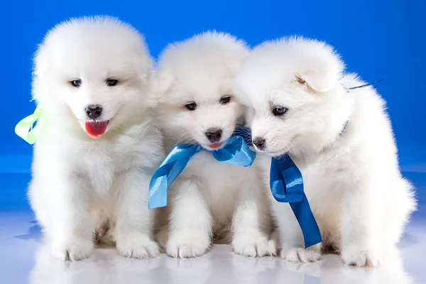 Bianco simpatici cuccioli di cane Samoyedskaja — Foto Stock