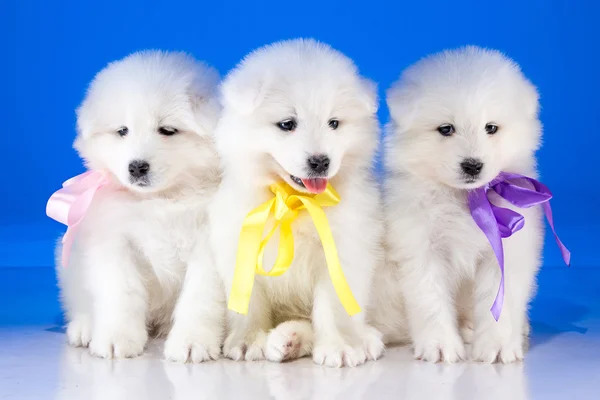 Cuccioli pelosi di cane Samoyedskaja — Foto Stock