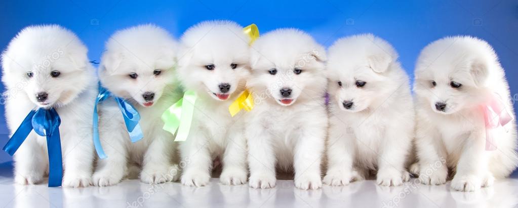 Puppies of Samoyedskaja dog