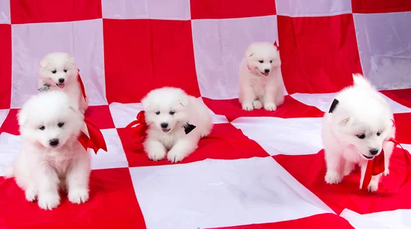 Little fluffy puppies with red ribbons