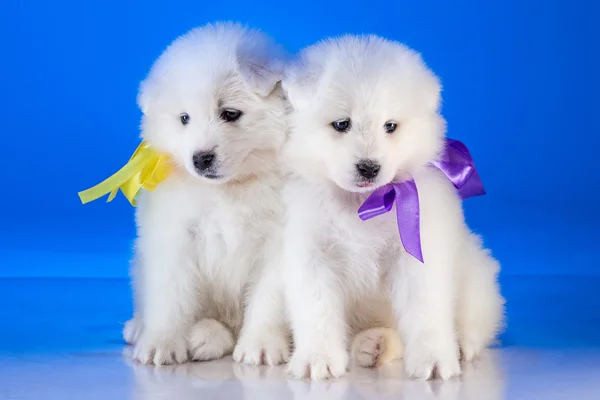 Piccoli cuccioli pelosi di cane Samoyedskaja — Foto Stock