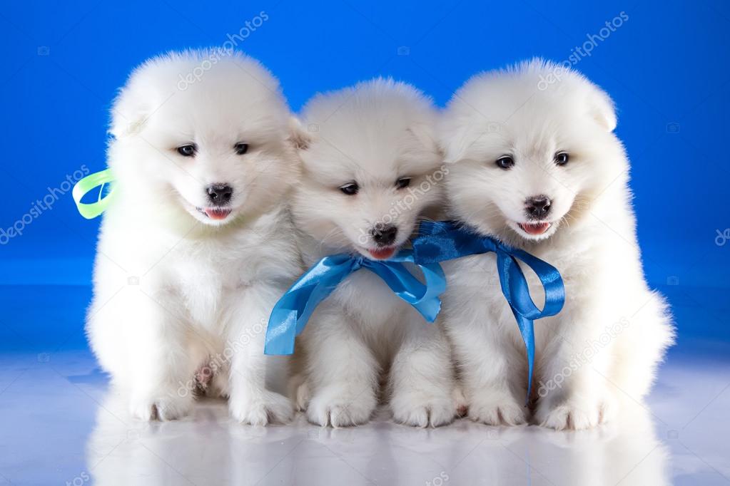 Pelosi Bianchi Cuccioli Del Cane Di Samoyedskaja Foto Stock