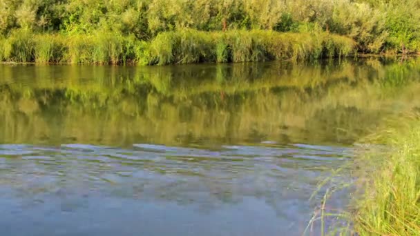 中河流动的水 — 图库视频影像