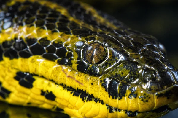 Imagen de cerca de la cabeza de anacondas amarillas — Foto de Stock