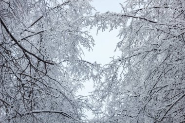 Kışın karların altındaki ağaçların fotoğrafı, alt manzara.