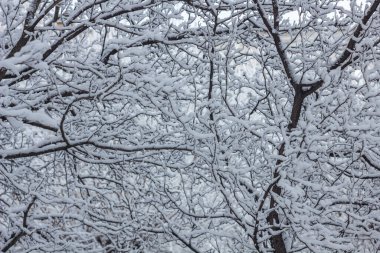 Kışın karların altındaki ağaç görüntüsü