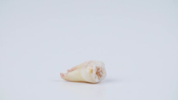 Кадри стрибка рота з видаленим зубом - рухома іграшка на білому тлі — стокове відео