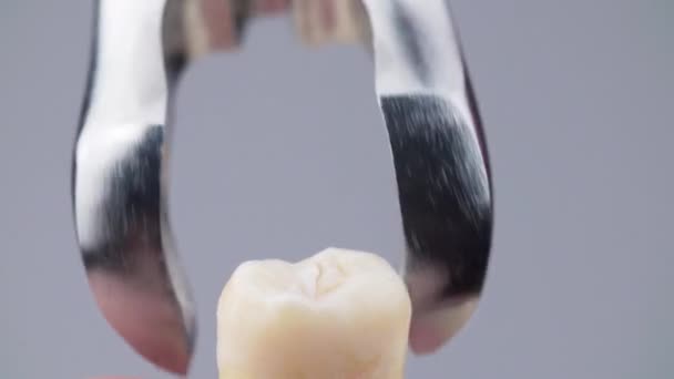 Fotografowanie sztucznego usuwania zęba mądrości kleszczami z metalu dentystycznego — Wideo stockowe