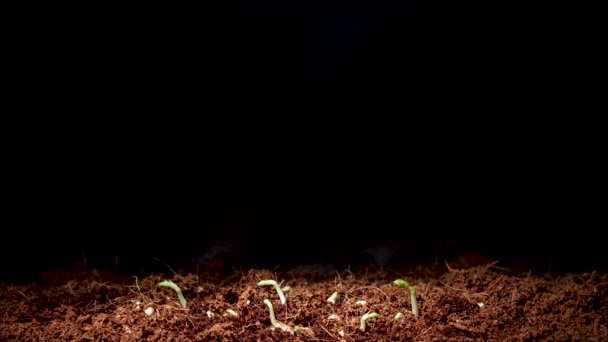 绿豆种子萌发的延迟时间 — 图库视频影像