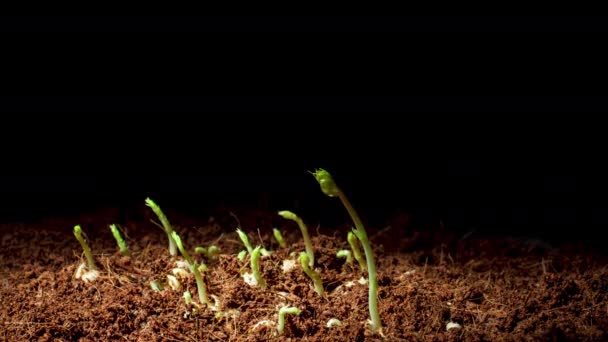 Imágenes de lapso de tiempo de germinación de semillas de guisantes verdes — Vídeos de Stock