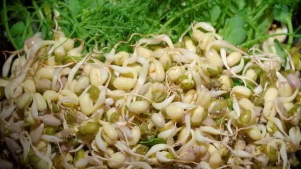Vídeo de placa rotativa com sementes brotadas, close-up — Vídeo de Stock