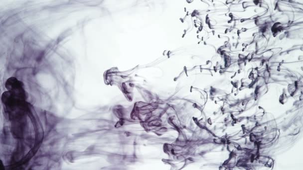 Shooting of violet paint slow dissolve in liquid — Stok Video