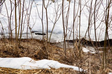 Güneşli bir bahar gününde eriyen kar
