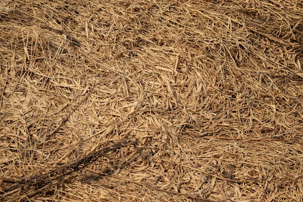 Фото прошлогодней сухой травы в ранний весенний день — стоковое фото