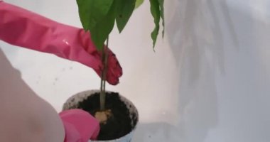 Pembe eldivenli bir kadının filizlenme videosu.
