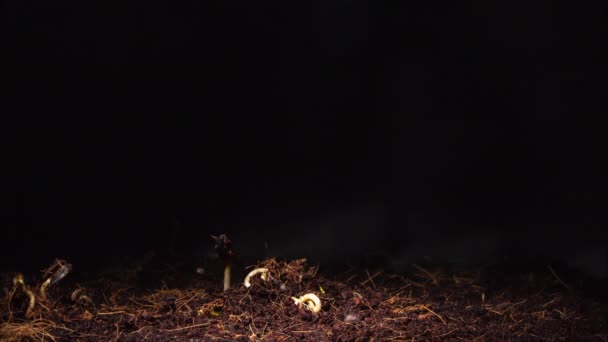 Imágenes de lapso de tiempo de germinación de brotes de girasol en la oscuridad — Vídeo de stock