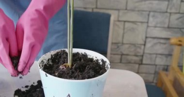 Eldivenli bir kadının vurulması.