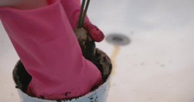 Pembe eldivenli bir kadının bitki tohumu görüntüsü.