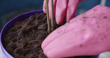 Eldivenli bir kadının Avokado dikerken çekilmiş görüntüleri.