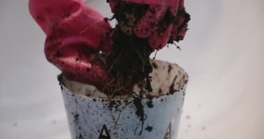 Avokado tohumu yerleştiren eldivenli kadın videosu.