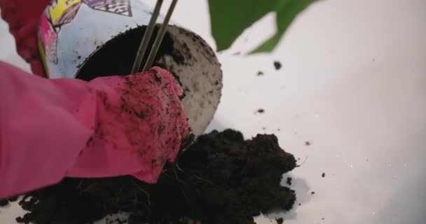 Wideo kobiety w rękawiczkach siewnych roślin domowych — Wideo stockowe