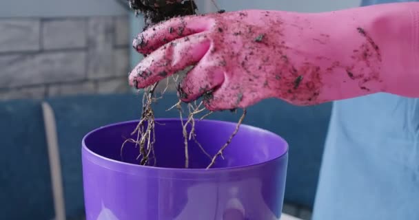 Video van de vrouw in handschoenen herbeplanting home plant — Stockvideo