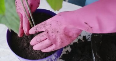 Pembe eldivenli bir kadının Avokado 'yu yeniden diktiği görüntüler.