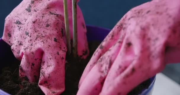 Відео жінки в рожевих рукавичках пересаджують домашнє авокадо — стокове відео