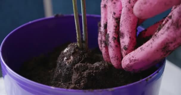 Filmación de mujer en guantes rosados replantando planta casera — Vídeo de stock