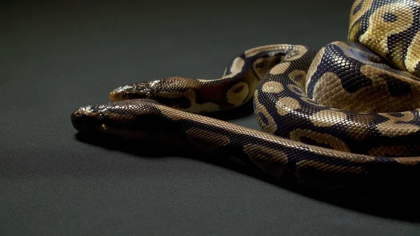 Foto de bola python sobre mesa oscura — Foto de Stock