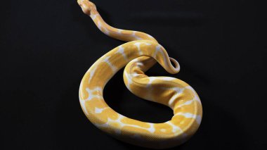 Siyah desenli küçük albino topunun resmi.