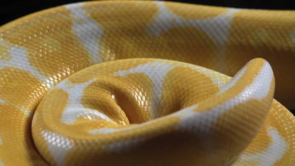 Fotografier av albino bollen fyton hud — Stockfoto